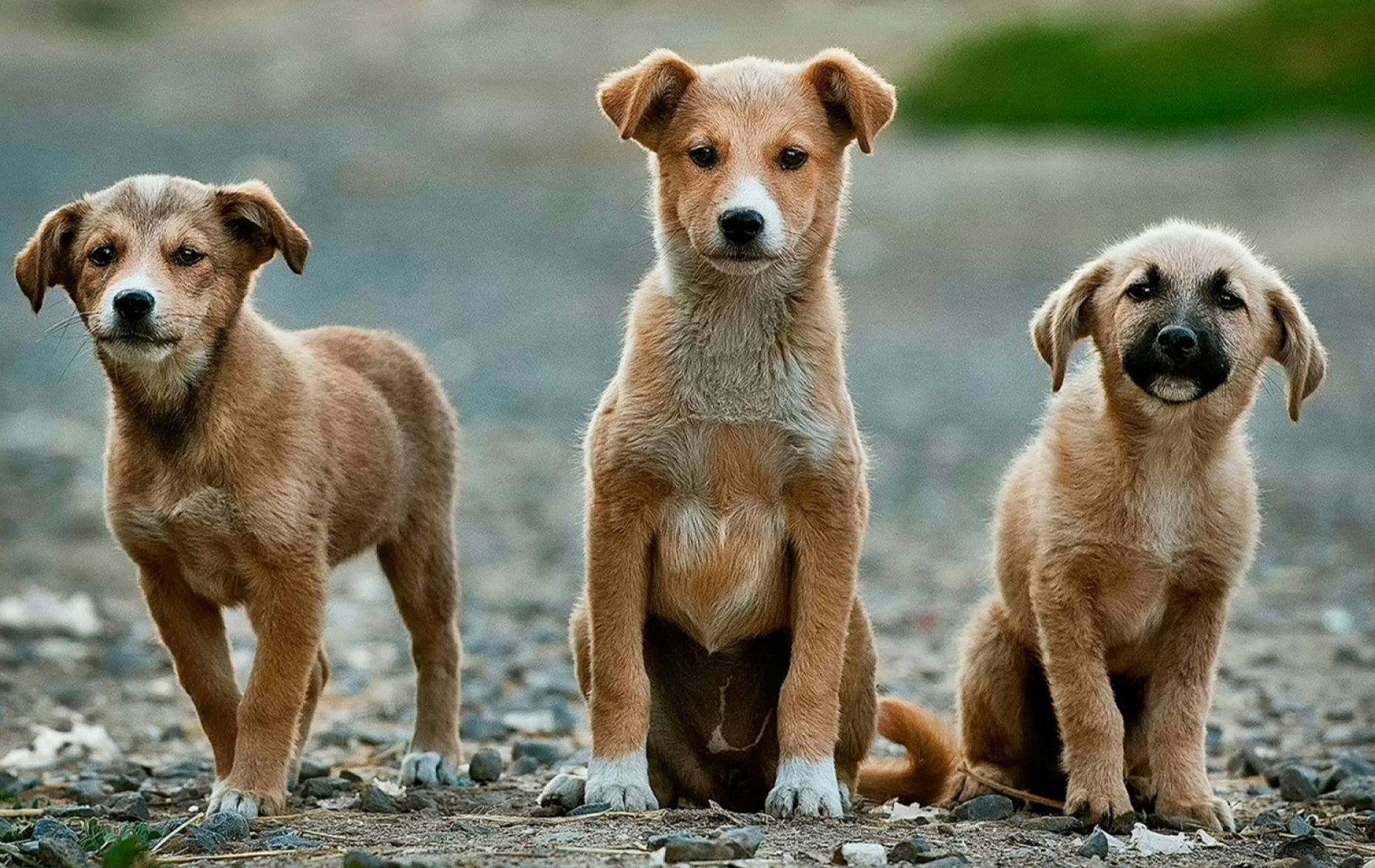 Three Puppies